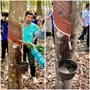 Latex concentrado del árbol del caucho Hevea