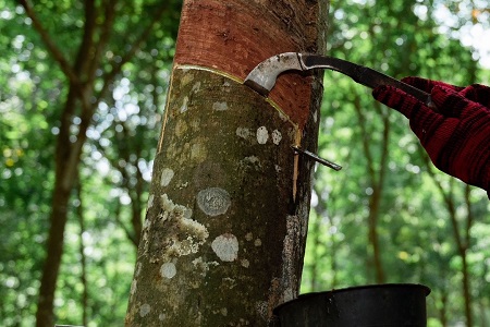 La simplificación del Reglamento EUDR de la Comisión Europea no es la solución