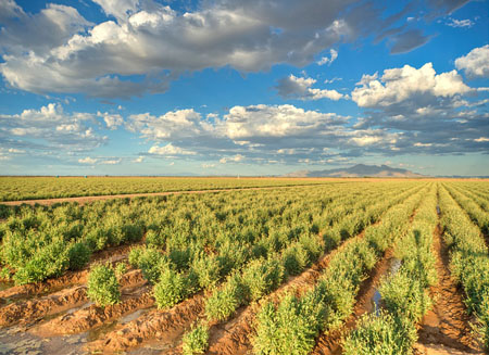 Campo de guayule