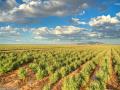 Campo de guayule
