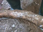 Bridgestone pionero de una nueva técnica para diagnosticar fácilmente enfermedades en el árbol del caucho