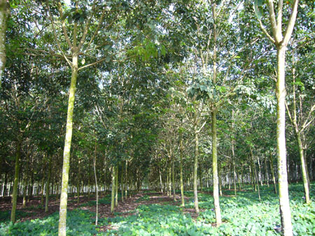 Bridgestone, con el caucho natural sostenible