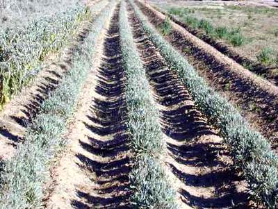 Plantación de guayule