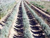 Bridgestone apuesta por el guayule como fuente renovable de caucho natural