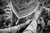 Pirelli propone un viaje en imágenes a Tailandia e Indonesia para divulgar el caucho natural