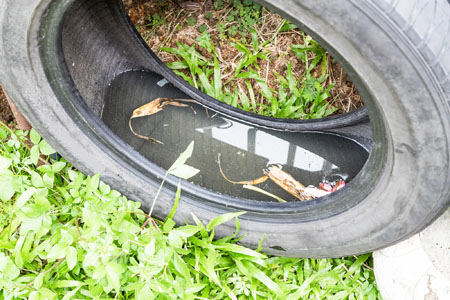 Reciclar neumáticos contribuye a evitar la proliferación de mosquitos