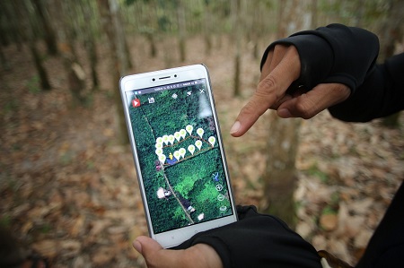 Localizar fuentes alternativas de caucho natural