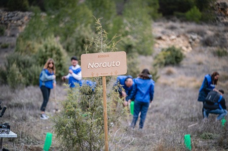 Bosque Norauto